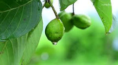 Harar Fruit